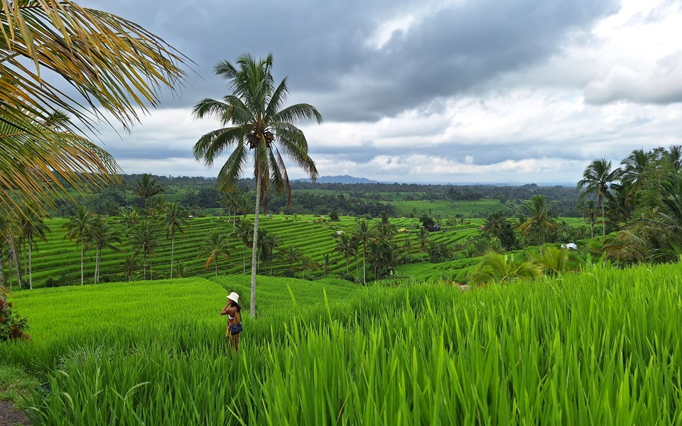 Jatiluwih Rice Terrace Field